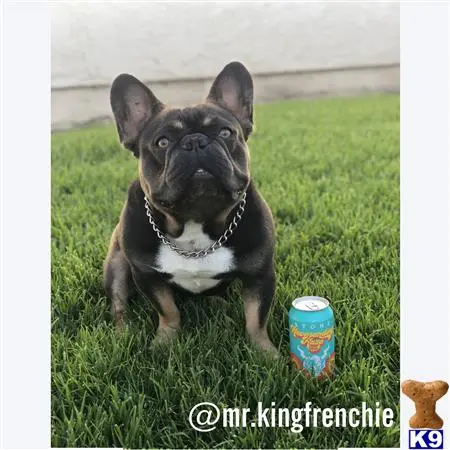 French Bulldog stud dog