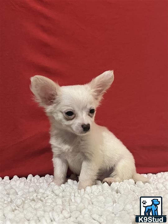 a small white chihuahua dog