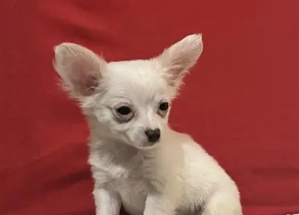 a small white chihuahua dog