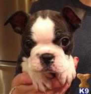 boston terrier puppy posted by mrmcgrail