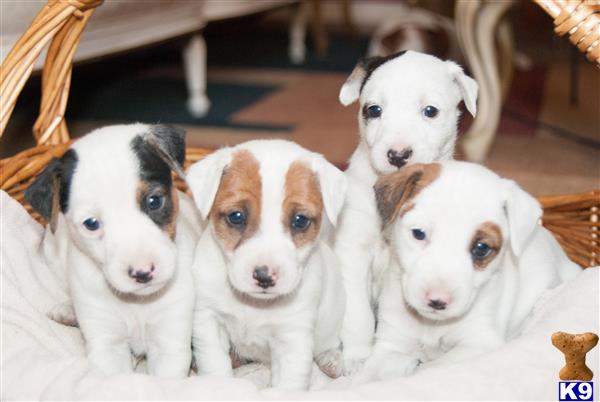 jack russell terrier puppy posted by mrmichael8tu4