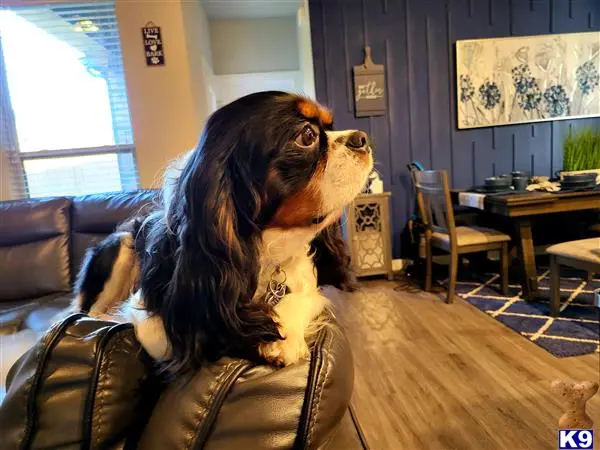 Cavalier King Charles Spaniel