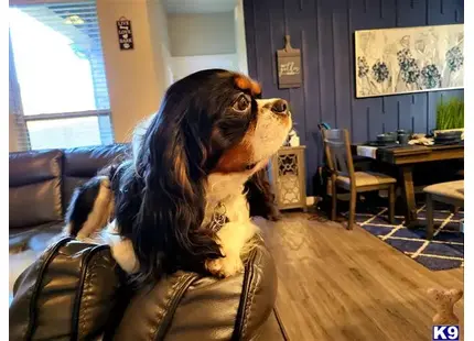 Cavalier King Charles Spaniel