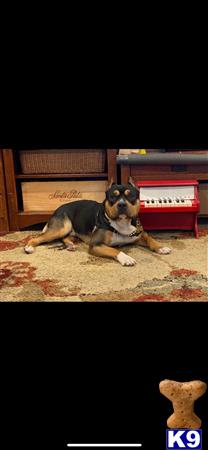 a american bully dog lying on the ground