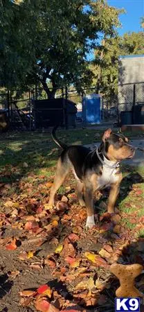 American Bully stud dog