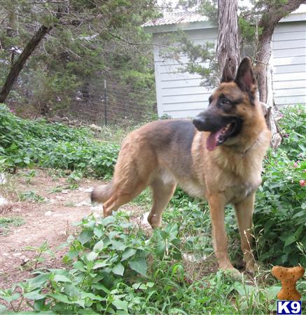 German Shepherd dog