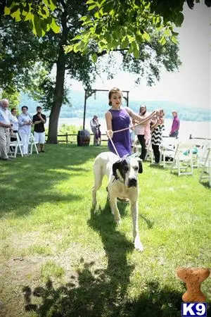 Great Dane female dog