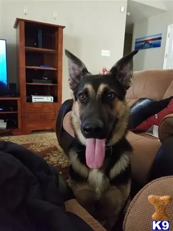 German Shepherd