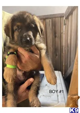 German Shepherd puppy for sale