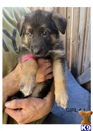 German Shepherd