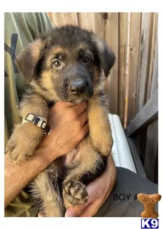 German Shepherd puppy for sale