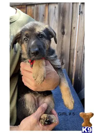 German Shepherd puppy for sale