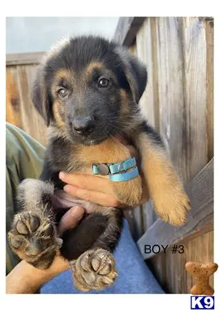 German Shepherd puppy for sale