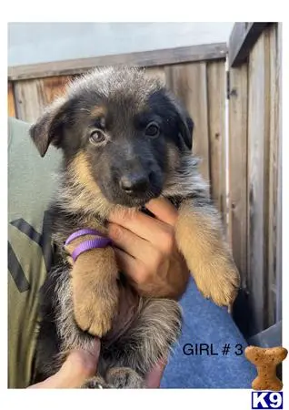 German Shepherd puppy for sale