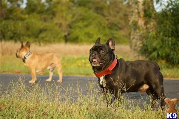 French Bulldog stud dog