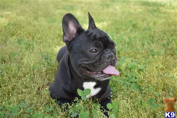 French Bulldog stud dog