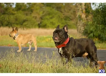 a couple of french bulldog dogs running in a field