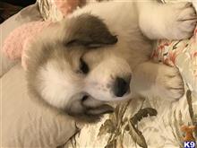 great pyrenees puppy posted by mrsmoles