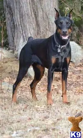 Doberman Pinscher female dog