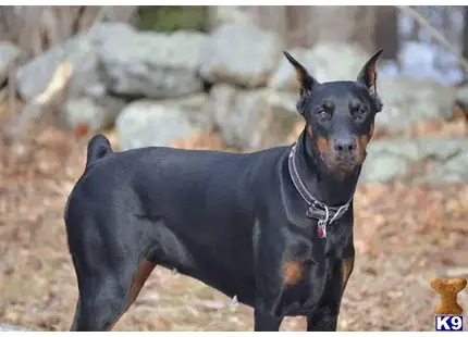 Doberman Pinscher