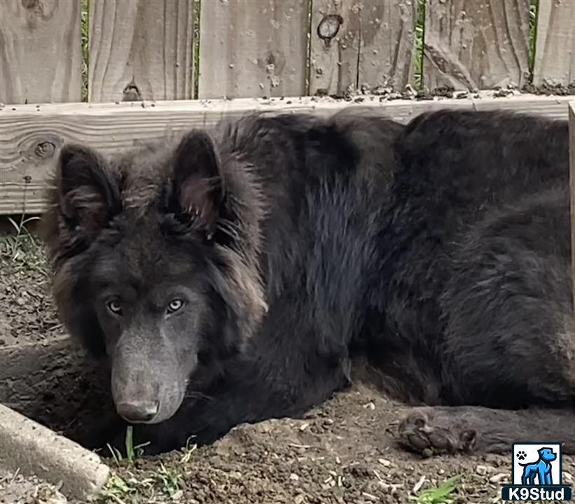 a black bear lying down