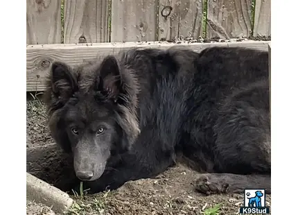 a black bear lying down