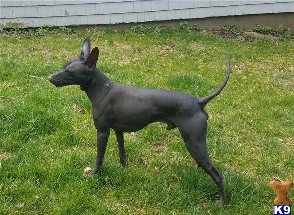 Xoloitzcuintli stud dog