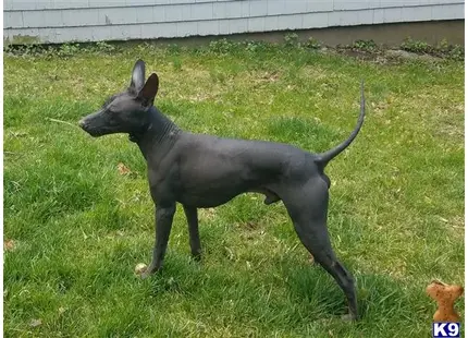 Xoloitzcuintli