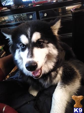 a siberian husky dog sitting in a car