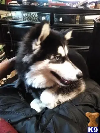 Siberian Husky stud dog