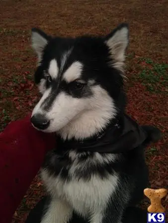 Siberian Husky stud dog