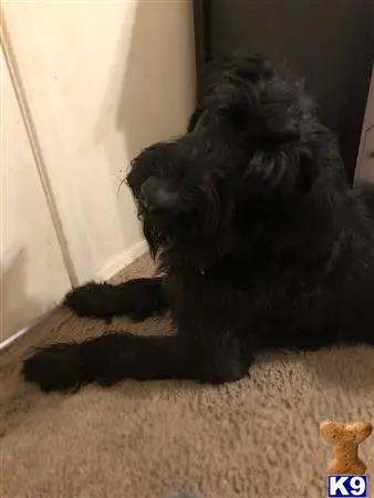 Giant Schnauzer