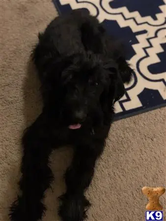 Giant Schnauzer stud dog