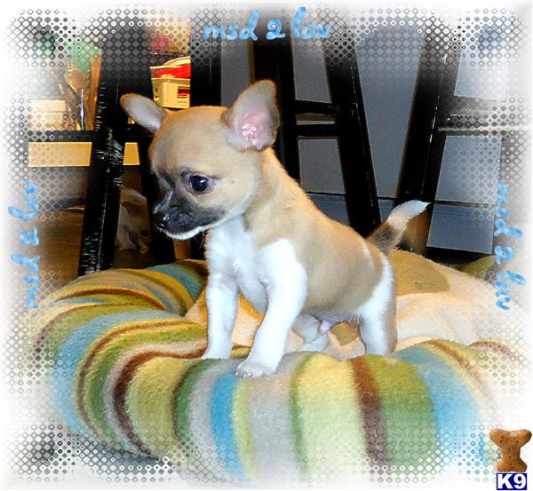 Chihuahua Puppy for Sale Sweet Fawn Spotted male