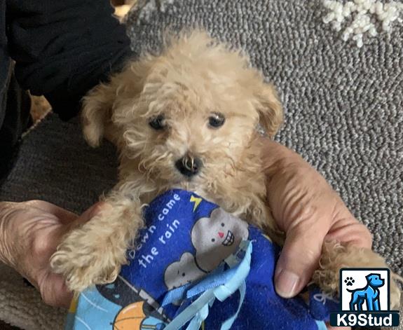 a person holding a stuffed animal
