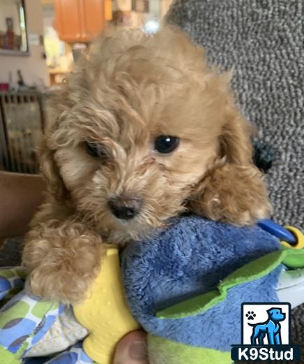 a small cockapoos dog in a persons hand