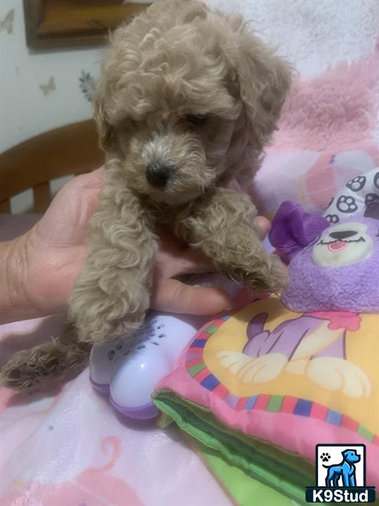 a cockapoos dog in a persons hand