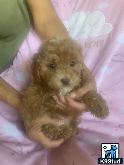 a person holding a cockapoos dog