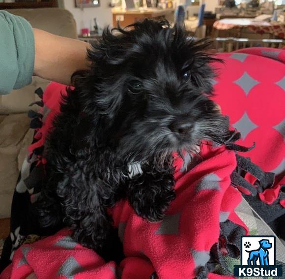 a black cockapoos dog on a red blanket