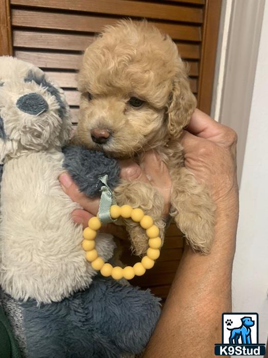 a person holding a cockapoos dog