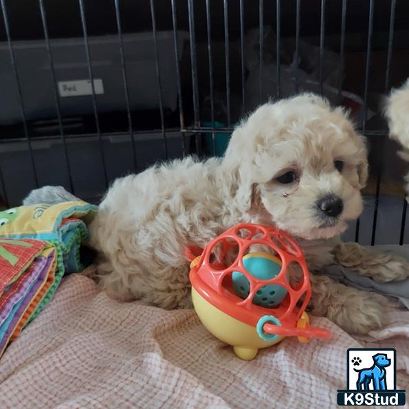 a cockapoos dog lying on a bed with a toy in its mouth