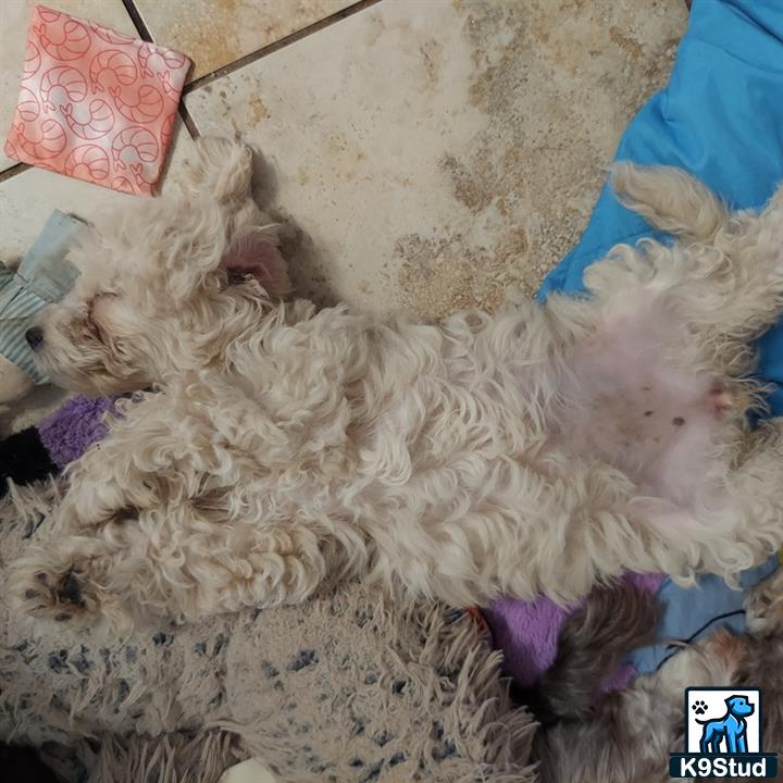 a cockapoos dog lying on its back