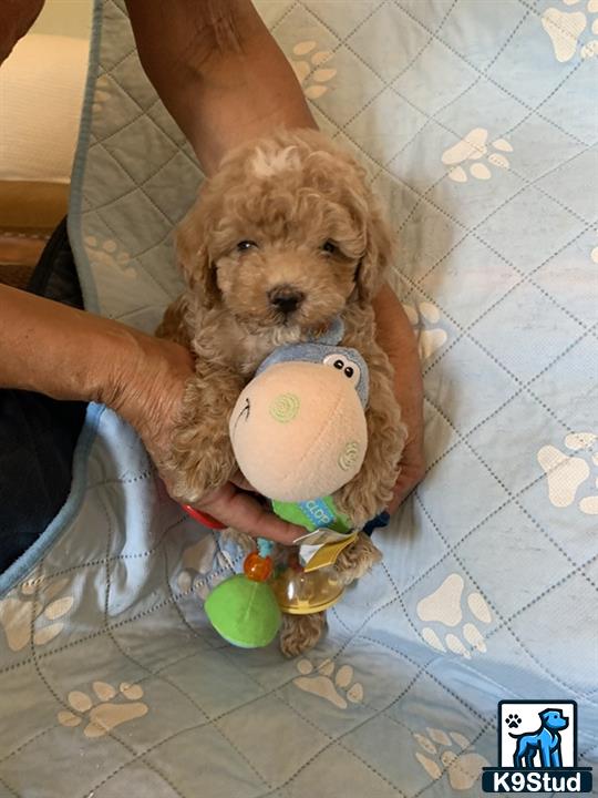 a cockapoos dog holding a stuffed animal