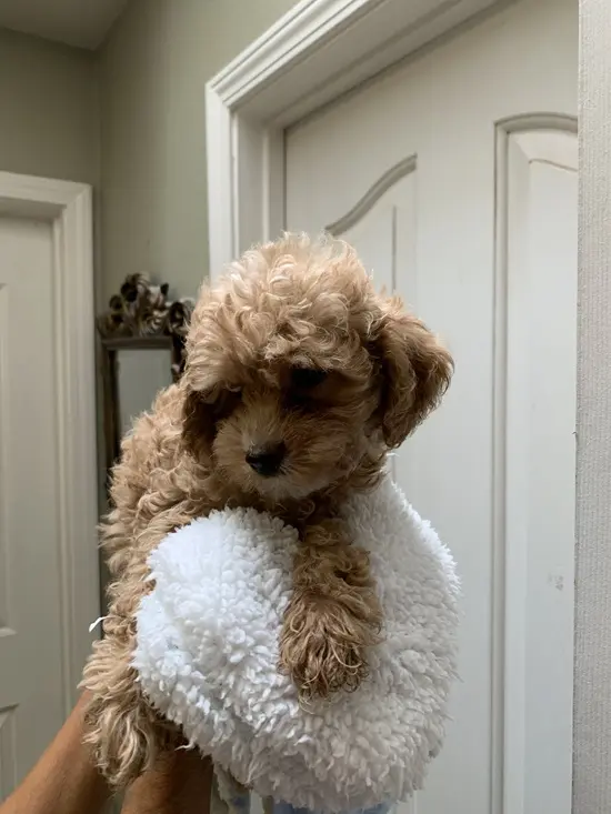 Cockapoos puppy for sale: Fluffy tan Cockapoo puppy resting on a hand