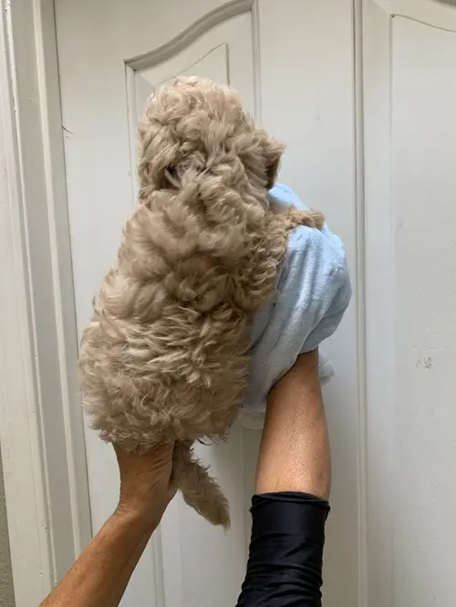 Cockapoos puppy for sale: Fluffy light brown Cockapoo puppy being held against a door