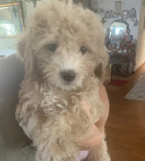 Cockapoos puppy for sale: Fluffy light brown Cockapoo puppy being held indoors
