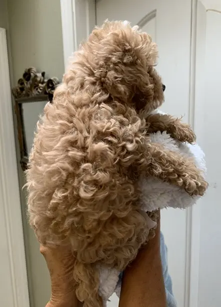 Cockapoos puppy for sale: Curly, light brown Cockapoo being held against a white blanket