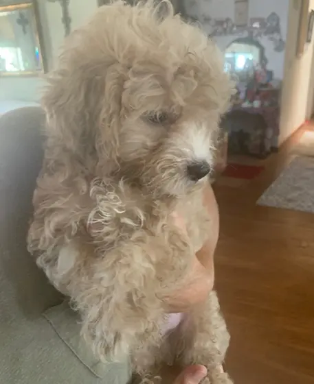 Cockapoos puppy for sale: Light brown Cockapoo puppy being held indoors