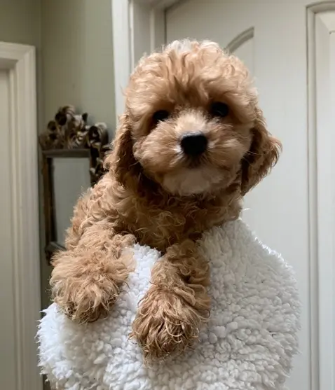 Cockapoos puppy for sale: Fluffy tan Cockapoo puppy resting on a white towel