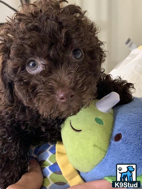 a maltipoo dog holding a stuffed animal